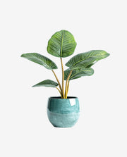 Vibrant Green Plant in Teal Pot for Home Decor