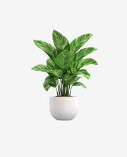 Miniature Plant Pot for Stylish Indoor Decoration
