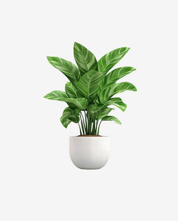 Miniature Plant Pot for Stylish Indoor Decoration
