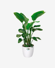 Mini Ceramic Flower Pot for Desk and Home Decor