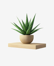 Miniature Plant Pot for Stylish Indoor Decoration