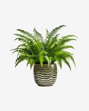 Compact Mini Plant Pot for Desk or Shelf Display