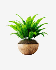 Compact Mini Plant Pot for Desk or Shelf Display