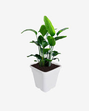 Vibrant Green Plant in Teal Pot for Home Decor