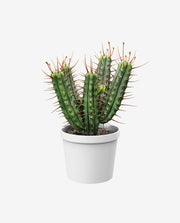 Solid Wood Plant Stand for Indoor Pot Display