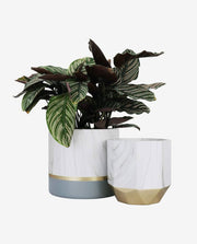 Mini Ceramic Flower Pot for Succulent Display