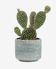 Decorative Cactus Plant Pot for Indoor Display