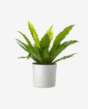 Compact Mini Plant Pot for Desk or Shelf Display