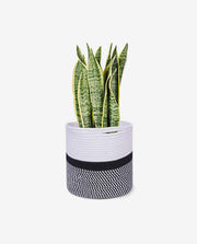 Wooden Tabletop Planter Box for Indoor Display