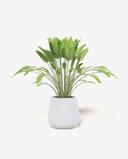 Vibrant Green Plant in Teal Pot for Home Decor