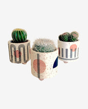 Decorative Cactus Plant Pot for Indoor Display